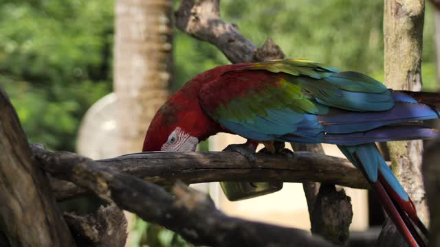 Cute Macaw parrot feeding on a branch 🦜🦜🦜