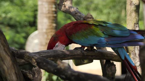 Cute Macaw parrot feeding on a branch 🦜🦜🦜