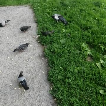 People feed the pigeons.