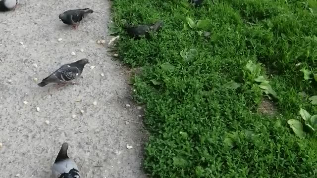 People feed the pigeons.