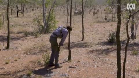 A tough crew muster feral cattle in outback Australia - Outb