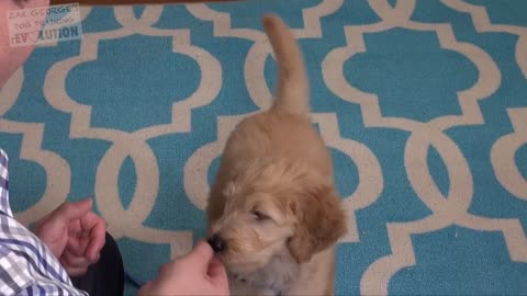 3 Easy things to teach your new puppy!