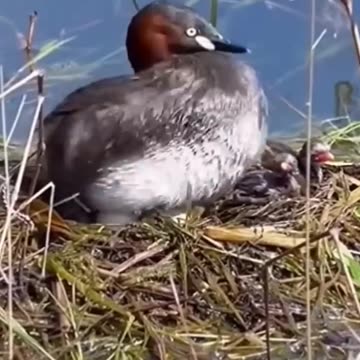 a dedicated mother 😍