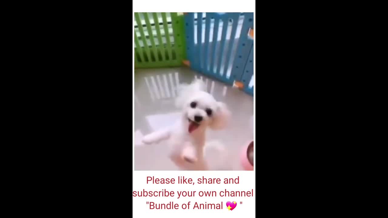 Funny animals dogs