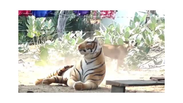 Troll Prank Dog Funny & fake Lion and Fake Tiger Prank To dog & Huge Box Prank to dog