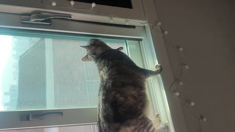 The cat on the window.