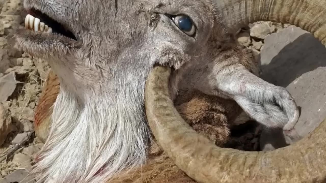 Animals That Can Die From Their Own Horns || LetsgoScience