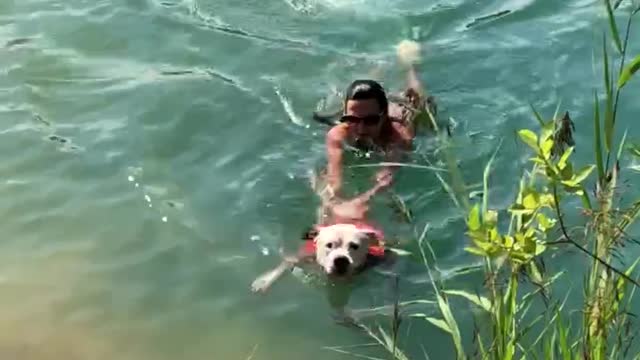 Rescue dog