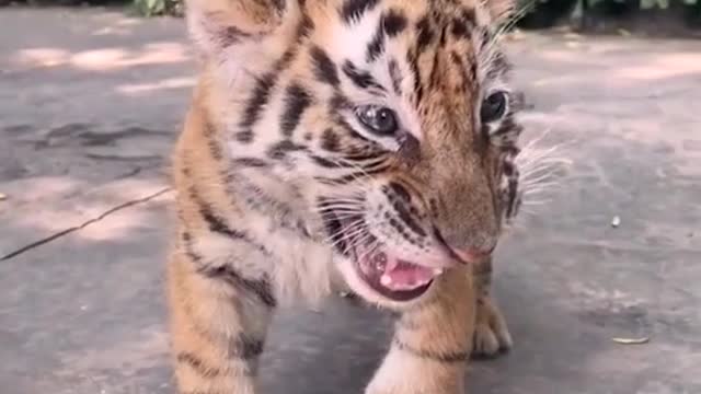 Tiger Cub cute Roar wow