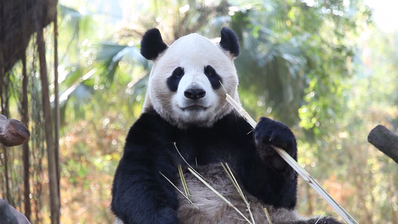 Cute cute panda