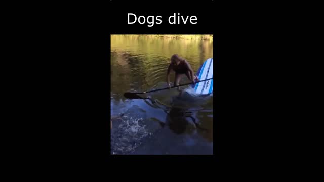 Dogs dive