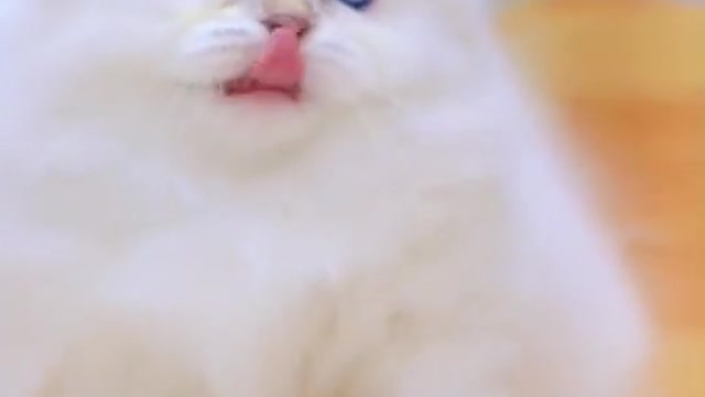 Funny cat video