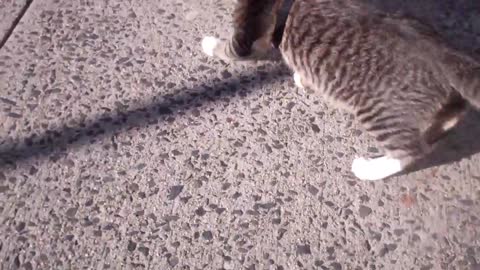 How To Make Your Cat Walk On A Leash