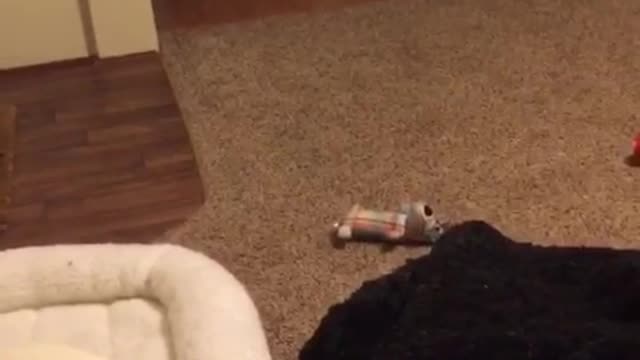 White dog keeps throwing toy up in the air