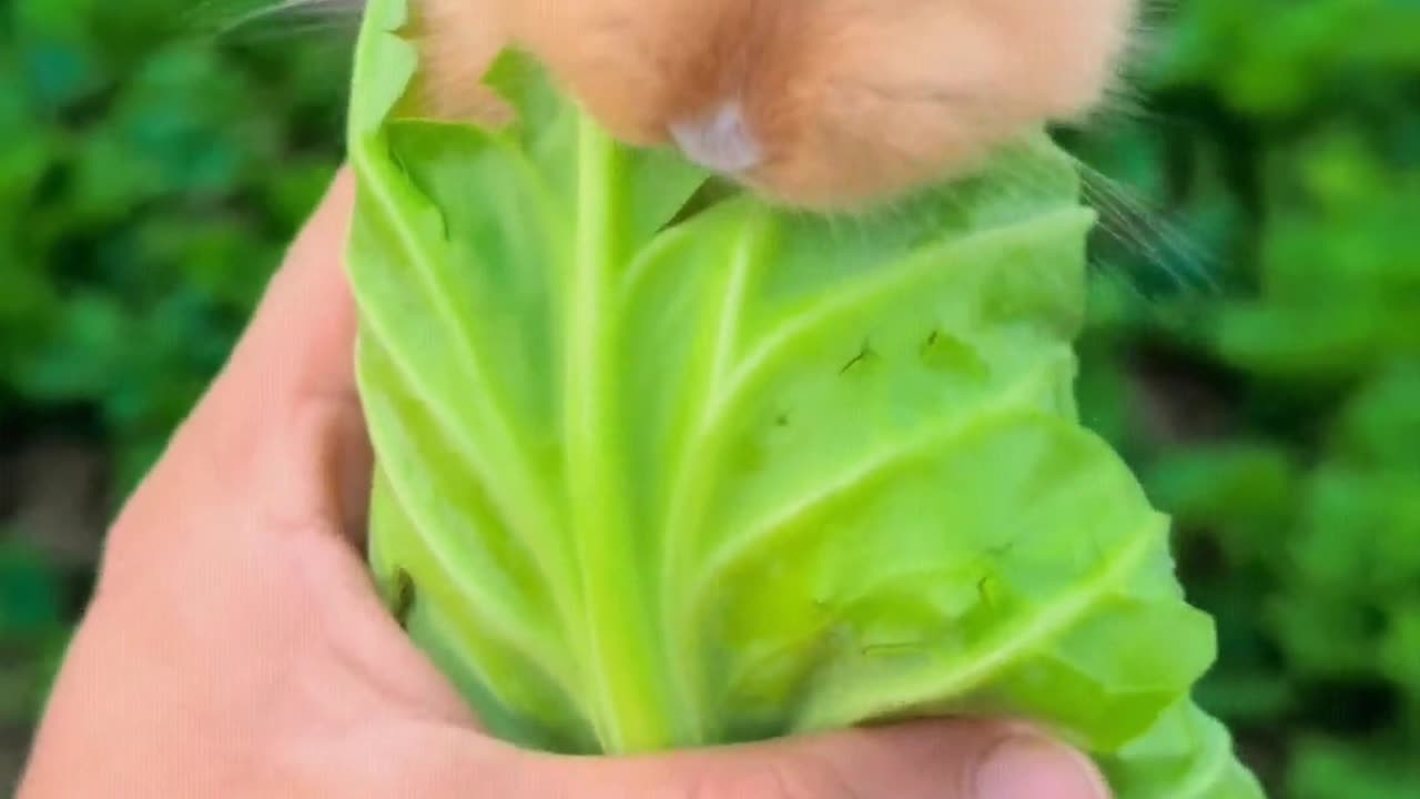 A rabbit-like caterpillar has grown in the vegetable leaves.