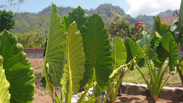 elephant ear plant