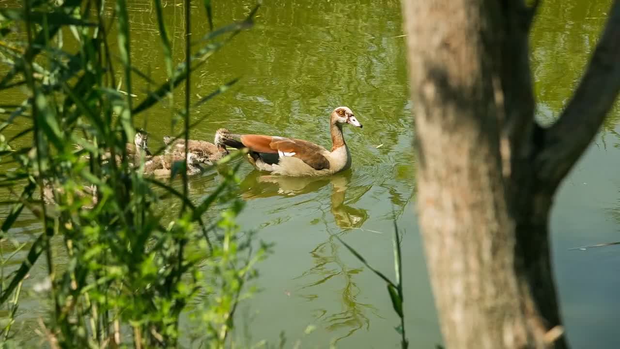 Lake with wild ducks between reeds