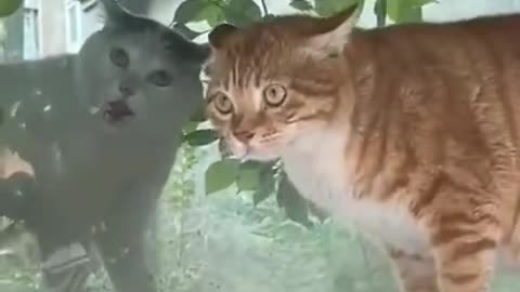 Just-two-village-cats-non-stop-wowing-after-seeing-semi-transparent-glass-for-the-first-time-