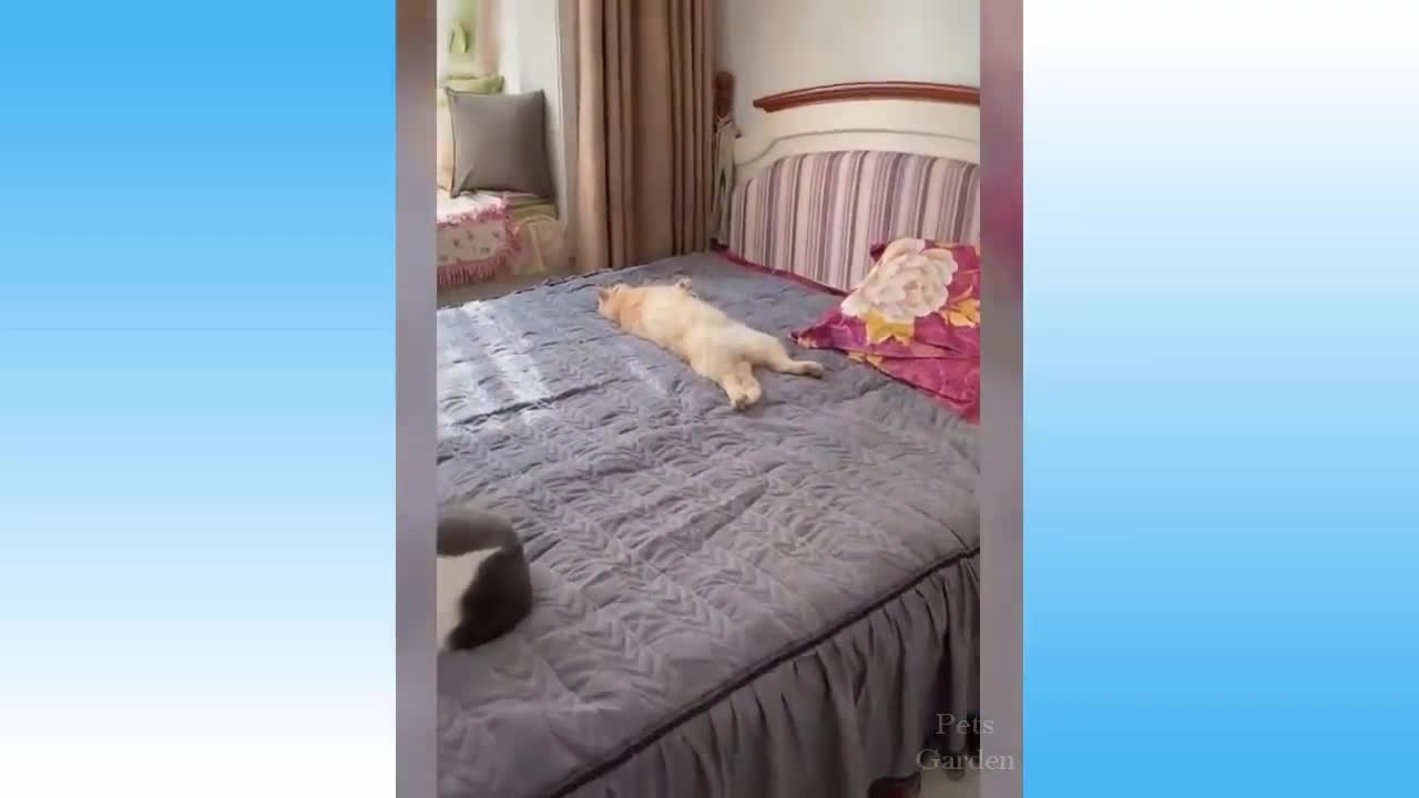 Compilação de Animais Fofos e Animais Engraçados # 145 💗 Jardim de Animais de Estimação