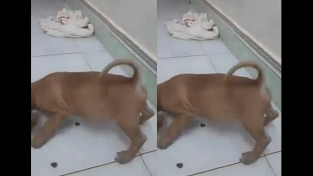 Dogs compete to eat food