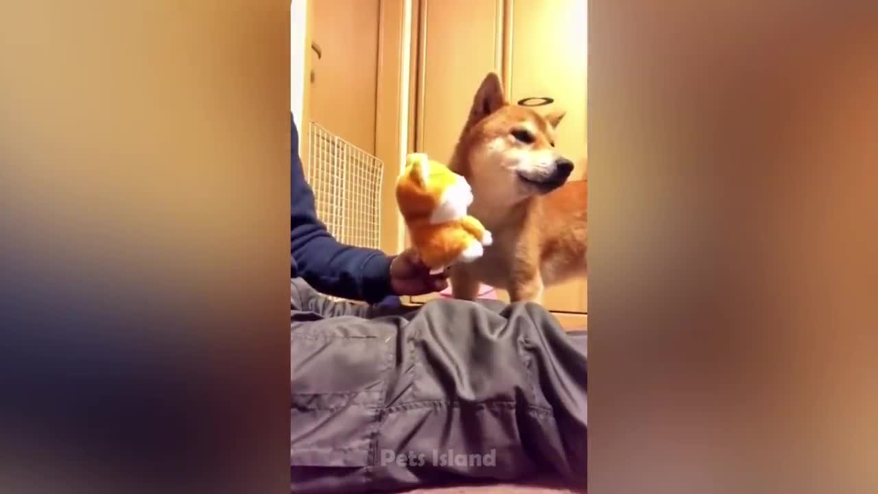 Most Hilarious Pet Fails - Try not to laugh challenge😜😜