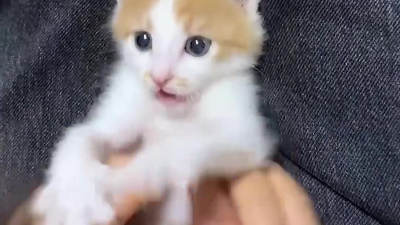 Playful cute kitten❤️❤️🐺🐺