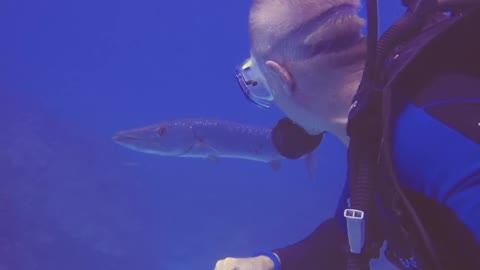 Big barracuda is so chill that scuba diver tries to pet it