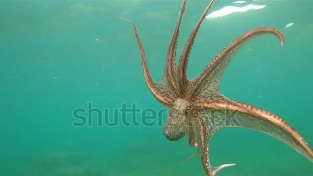 One octopus at the sea. Wild Octopuses.