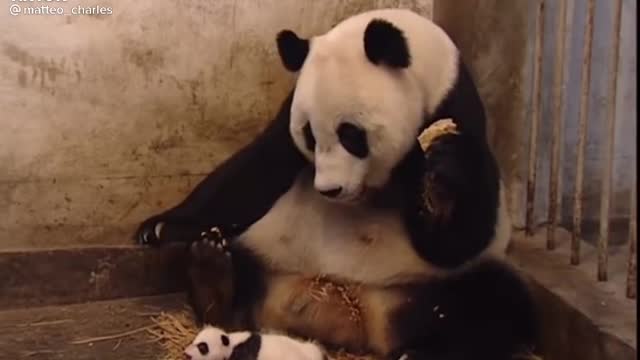 Panda Scared his mother 🤣🤣