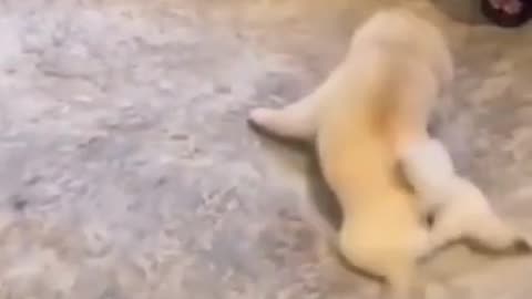 This Fun Has its Own Pleasure #shorts #viral #shortsvideo #video