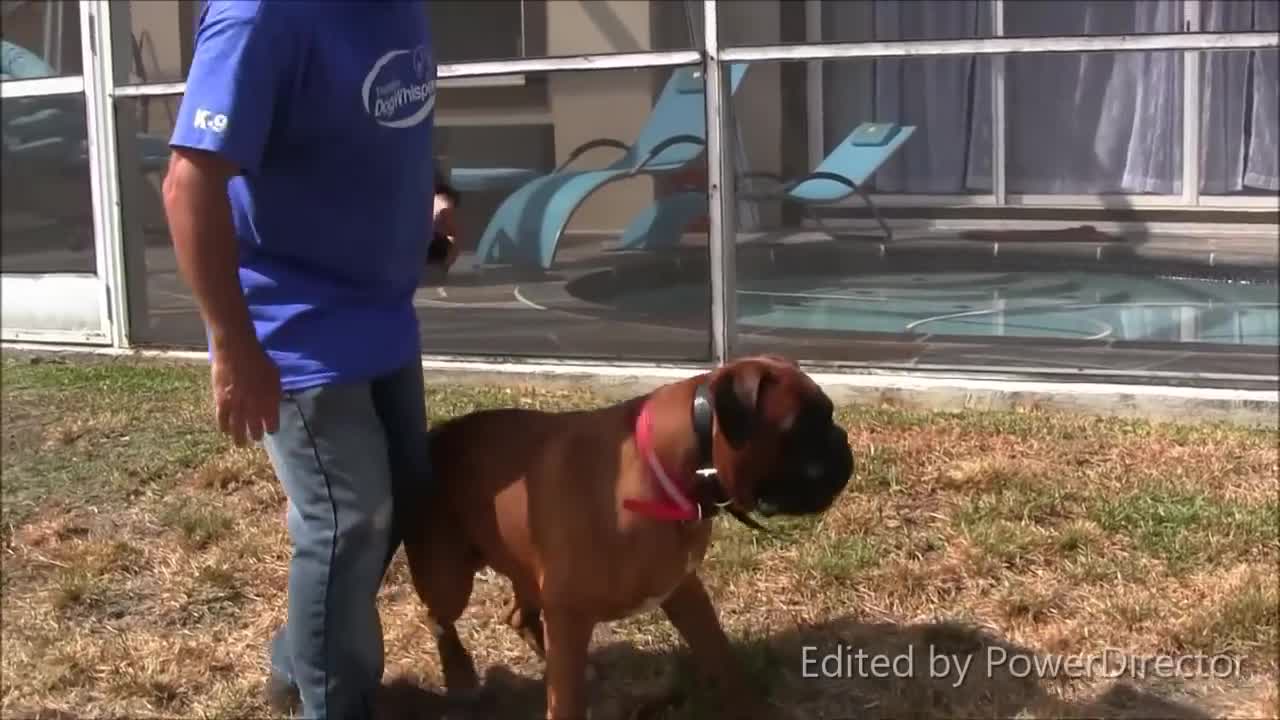 The Best protection dogs...have ultimate control (part 1)