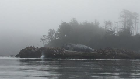 Startling the Sea Lions on Vancouver Island