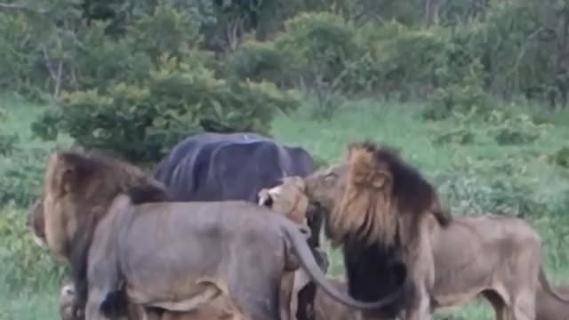 Wild Animal Fight