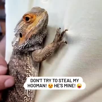 Bearded Dragon aka Pogona vitticeps