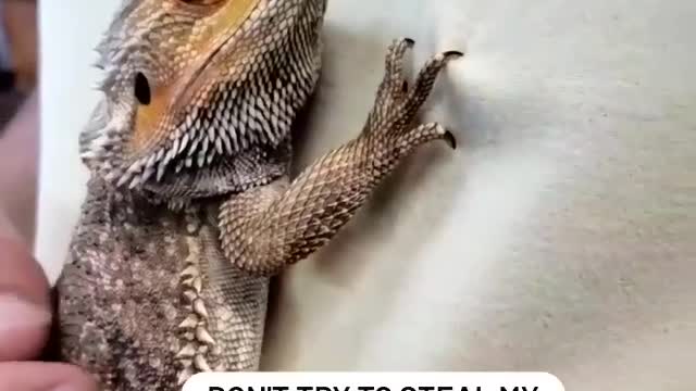 Bearded Dragon aka Pogona vitticeps