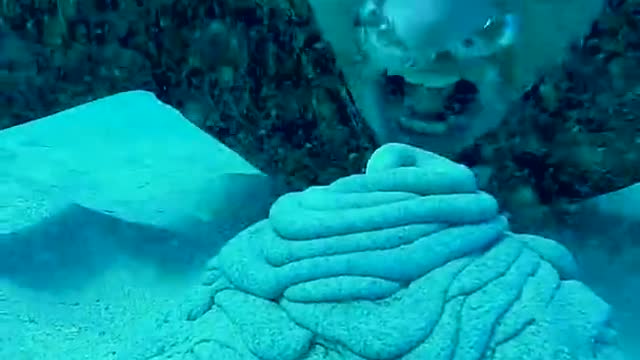 Divers Befriend Sea Turtle