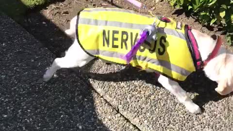 Dog Ecstatic To See Her Old Friend After Weeks Of Isolation