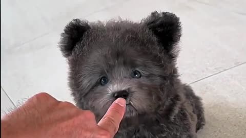 Cute Puppy Being Cute on YouTube Will Melt Your Heart