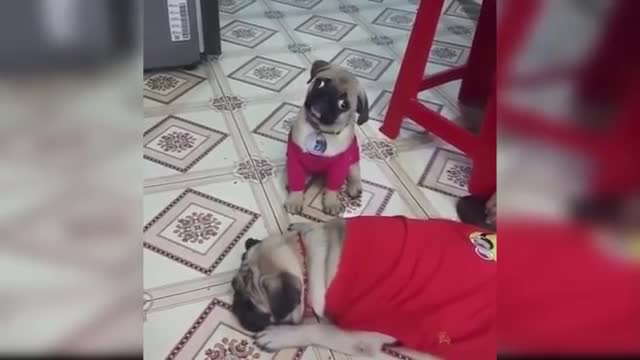 BABY DOGS FUNNY VIDEOS COMPILATION