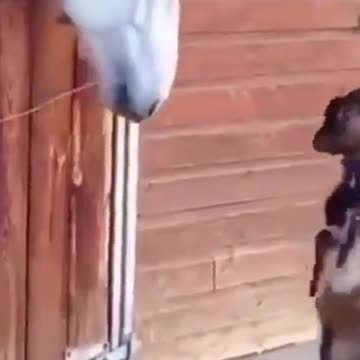 Goat And Horse Love 😍