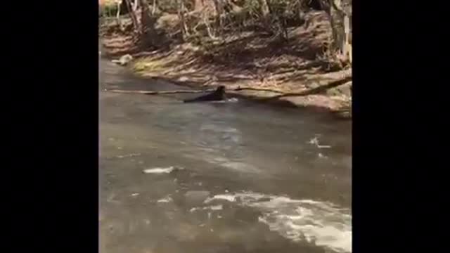 A dog fetches a huge branch from a stream