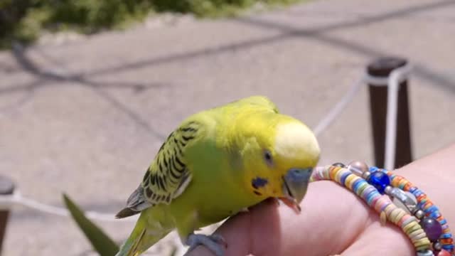 The man Feeding bird . Bird master feeding her bird......