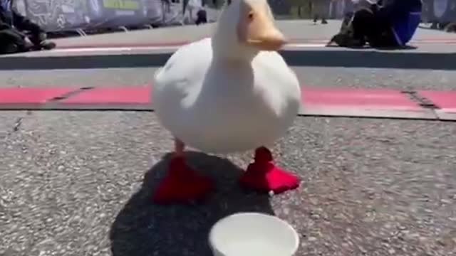 And the winner is the duck