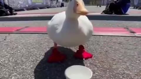 And the winner is the duck