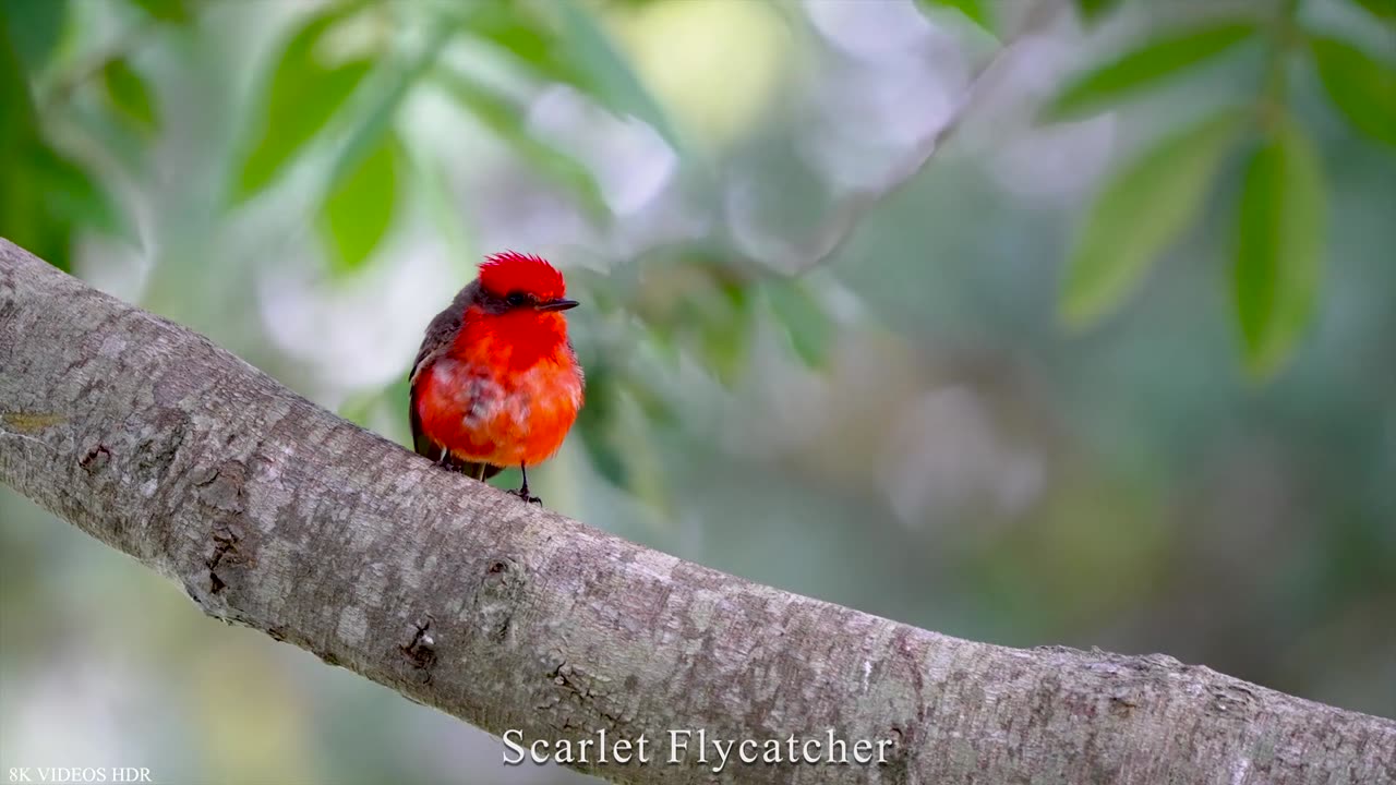 Birds life with name details