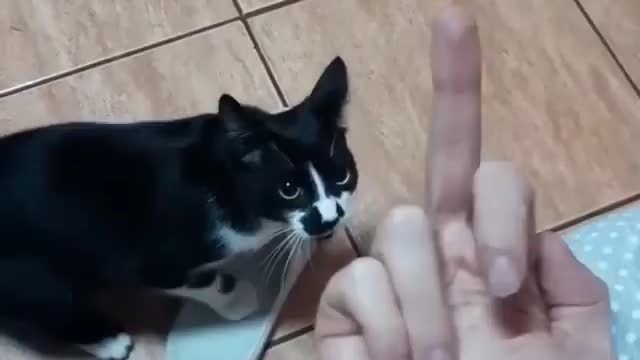 Show me that Finger Again, Crazy Cat 😹😼