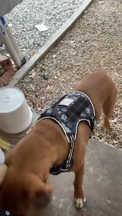 Man rescues squirrel trapped in a corner by dogs!