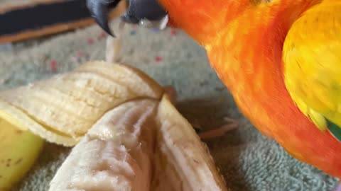 Parrot hilariously enjoying his banana