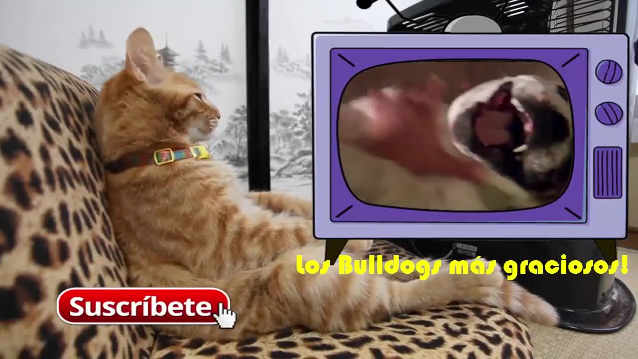 Los Videos más graciosos Gatos jugando con Cajas.