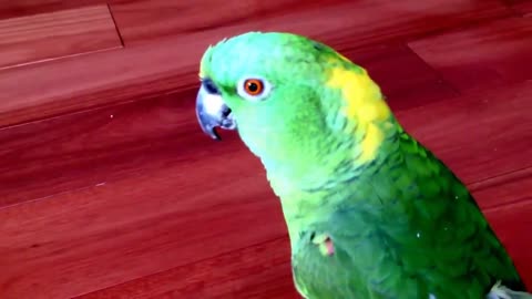 Beautiful Parrot